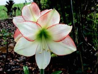 Amaryllis - AMARYLLIS 'Apple Blossom' - Bulbe