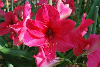 Amaryllis rouge - AMARYLLIS 'Pink Rival' - Bulbe