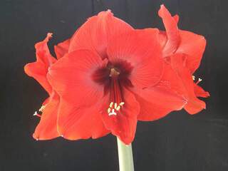 Amaryllis Red Lion