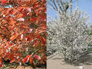 Amélanchier - AMELANCHIER canadensis - Arbuste