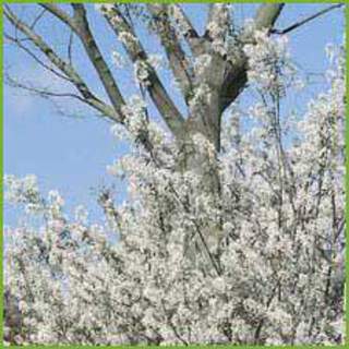 Amelanchier-canadensis