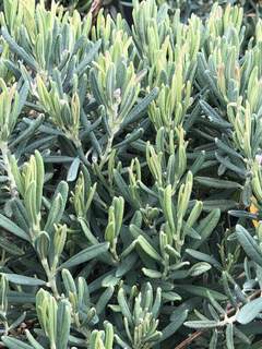 Romarin des tourbieres - ANDROMEDA polifolia 'Blue ice' - Arbuste