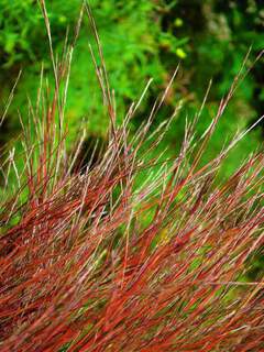 Andropogon - ANDROPOGON scoparius - Graminées