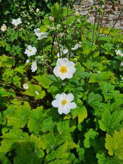 Anemone Honorine Jobert