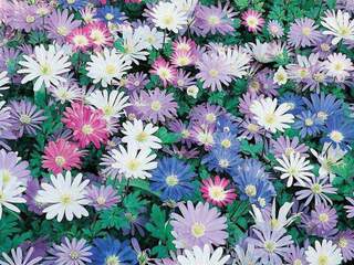 Anèmone de Grèce - ANEMONE blanda  -lot de 10- - Bulbe