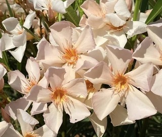 Laurier rose - NERIUM oleander 'Angiolo pucci' - Arbuste