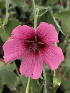 Mauve du cap - ANISODONTHEA capensis 'El rayo' - Arbuste