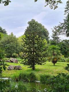 Araucaria araucana