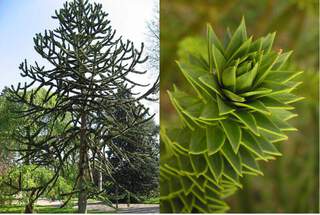 Désespoir des singes - ARAUCARIA araucana - Conifère