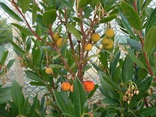 Arbousier, Arbre aux fraises - ARBUTUS unedo - Arbuste