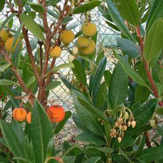 arbutus-unedo