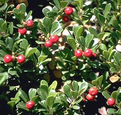 Raisin d'ours - ARCTOSTAPHYLOS uva ursi 'Vancouver jade' - Arbuste