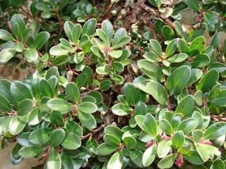 Arctostaphyllos uva ursi 'Vancouver Jade'