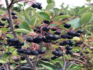 Aronia à fruits noirs - ARONIA melanocarpa - Arbuste