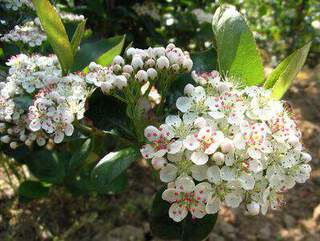 Aronie à fruits noirs - ARONIA prunifolia 'Viking' - Arbuste