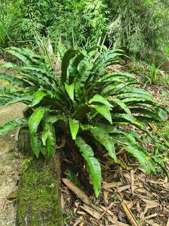 Asplenium scolopendrium