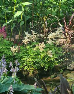 Astilbe - ASTILBE arendsii 'Brautschleier' - Vivace