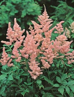 Astilbe - ASTILBE 'Bressingham beauty' - Vivace