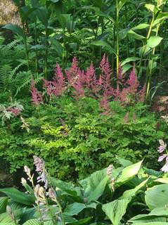 Astilbe - ASTILBE arendsii 'Erika' - Vivace