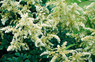 ASTILBE blanc ext