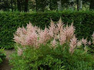 ASTILBE erika ext