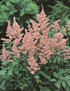 Astilbe japonica hybride `Peach blossom`