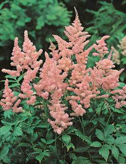 Astilbe-japonica-rose