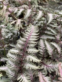 Fougère femelle - ATHYRIUM niponicum 'Pewter Lace' - Vivace