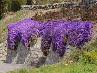 Aubriète - AUBRIETIA 'Cascade Blue' - Vivace