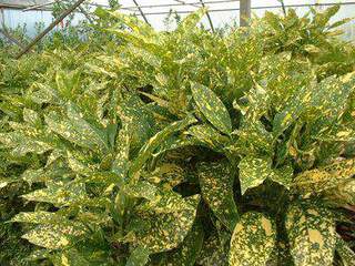 Aucuba du japon panaché - AUCUBA japonica 'Crotonifolia' - Arbuste