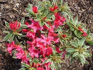 Azalée japonaise panaché - AZALEA japonica 'Silver sword' - Arbuste