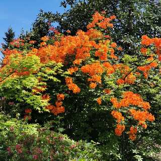 Azalea Gibraltar