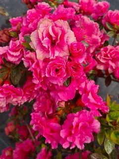 Azalée japonaise - AZALEA japonica 'Brocéliande® Arthur' - Terre de bruyère