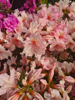 Azalea japonica Brocéliande Lancelot