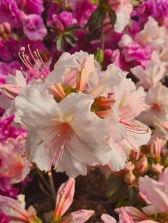 Azalée japonaise - AZALEA japonica 'Brocéliande® Lancelot' - Terre de bruyère