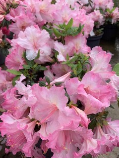 Azalée japonaise - AZALEA japonica 'Brocéliande® Lancelot' - Terre de bruyère