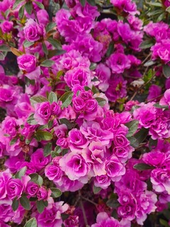 Azalea japonica Brocéliande Perceval