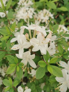 Azalée visqueuse - AZALEA mollis Viscosa - Arbuste