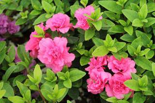 Azalée japonaise - AZALEA japonica 'Brocéliande® Arthur' - Terre de bruyère