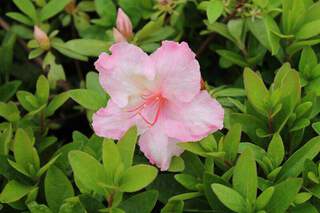 Azalée japonaise - AZALEA japonica 'Brocéliande® Lancelot' - Terre de bruyère