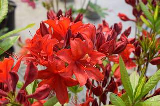 Azalée caduque/ Azalée de Chine - AZALEA mollis hybride Rouge - Arbuste