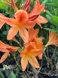 Azalée caduque/ Azalée de Chine - AZALEA mollis 'Aurore' - Arbuste