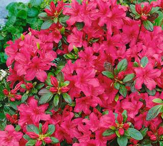 Azalée du Japon - AZALEA japonica 'Excelsior' - Arbuste