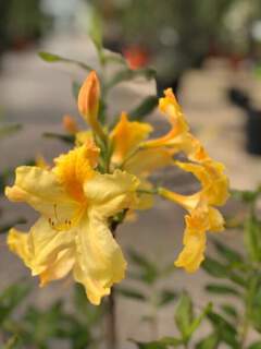 Azalée caduque/ Azalée de Chine - AZALEA mollis 'Harvest moon' - Arbuste