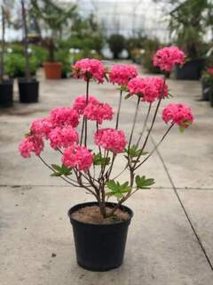 Azalée caduque/ Azalée de Chine - AZALEA mollis 'Homebush' - Arbuste