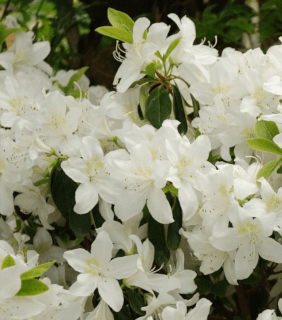 Azalée du Japon - AZALEA japonica 'Palestrina' - Arbuste