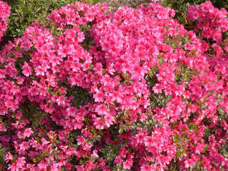 Azalée du Japon - AZALEA japonica 'Amonea' - Arbuste