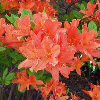 Azalée japonaise - AZALEA japonica 'Orange Beauty' - Arbuste