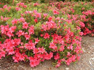 Azalée du Japon - AZALEA japonica 'Sakata red' - Arbuste