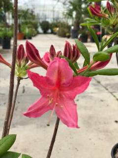 Azalée caduque/ Azalée de Chine - AZALEA mollis 'Jolie Madame' - Arbuste